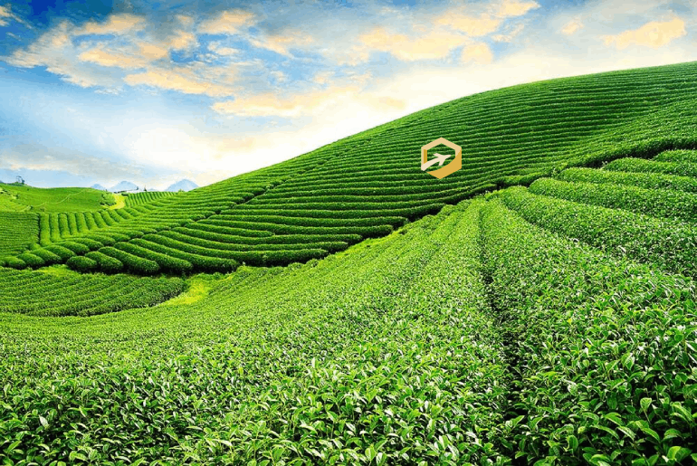 Khám phá đồi chè Tâm Châu bát ngát sắc xanh ở Lâm Đồng