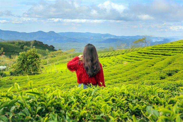 Đồi chè Cầu Đất Đà Lạt - Chốn bình yên tìm về