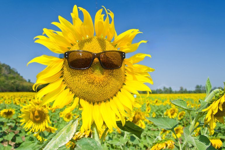 Cánh đồng hoa Hướng Dương Nghệ An - Cánh đồng hoa lớn nhất Việt Nam