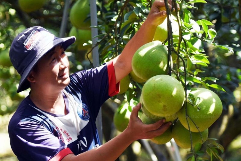 Bưởi Tân Triều – Tinh hoa trái ngọt của vùng đất Đồng Nai