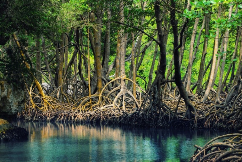 Rừng ngập mặn Cà Mau - khu rừng ngập mặn lớn thứ 2 trên thế giới