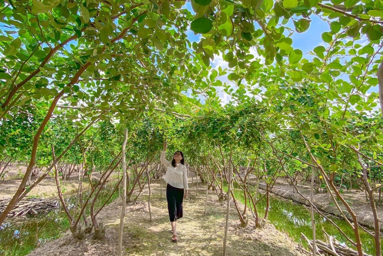 Vườn táo út nhàn - Vườn táo xanh khủng ăn tẹt ga tại Đồng Tháp 