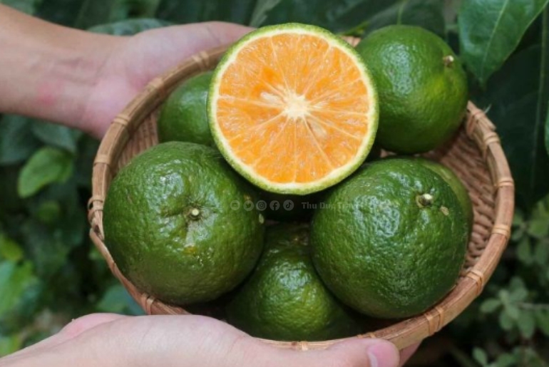 Cam Sành Tam Bình – Vị ngọt lành từ miền đất phù sa Vĩnh Long