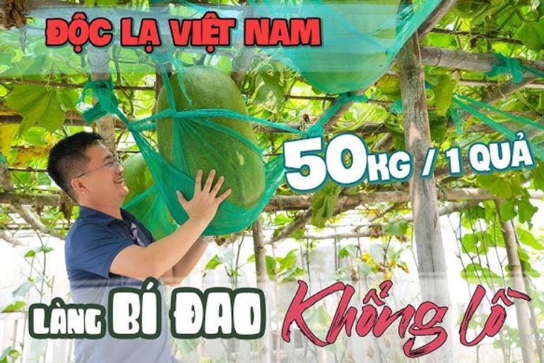 Làng Bí Đao Khổng Lồ Quy Nhơn - Điểm Du Lịch “Độc Nhất Vô Nhị”