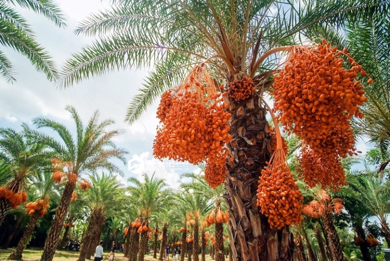 Tour Miền Tây - Cần Thơ - Châu Đốc - Làng Hoa Sa Đéc 3 Ngày 2 Đêm